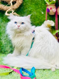 persian cats and kittens for sale wtsapp (0307/710/92/69)