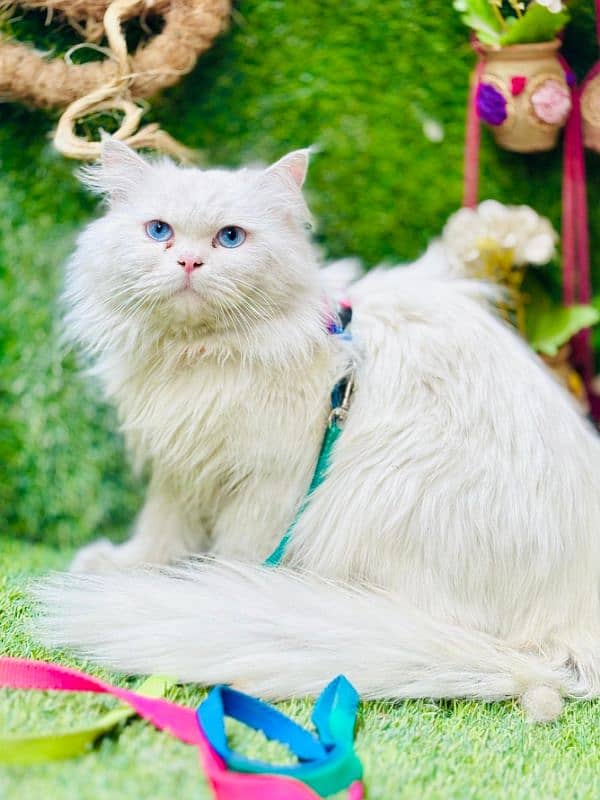 persian cats and kittens for sale wtsapp (0307/710/92/69) 1