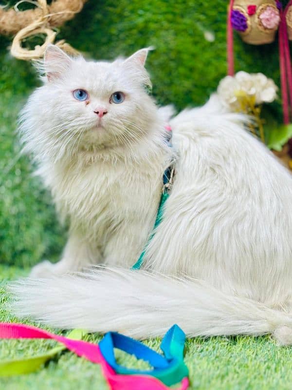 persian cats and kittens for sale wtsapp (0307/710/92/69) 2