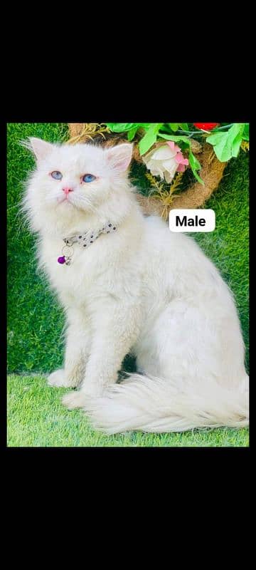 persian cats and kittens for sale wtsapp (0307/710/92/69) 4