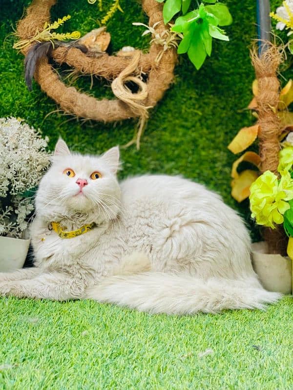 persian cats and kittens for sale wtsapp (0307/710/92/69) 7