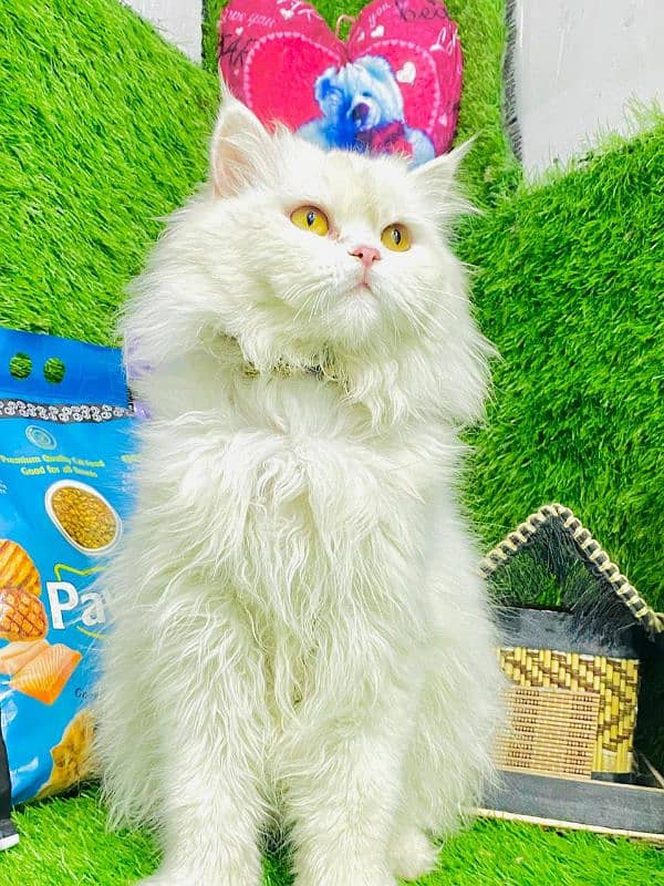 persian cats and kittens for sale wtsapp (0307/710/92/69) 8