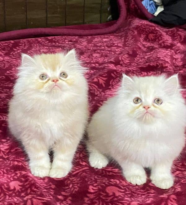 persian cats and kittens for sale wtsapp (0307/710/92/69) 9