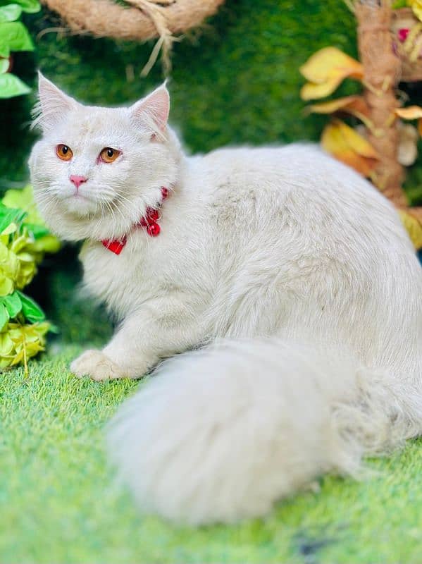 persian cats and kittens for sale wtsapp (0307/710/92/69) 16