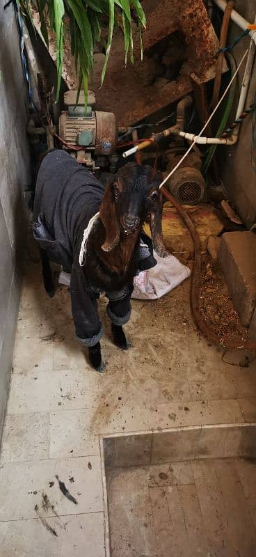 Bakra (baccha) for sale 0