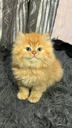 persian cats and kittens for sale wtsapp (0307/710/92/69)