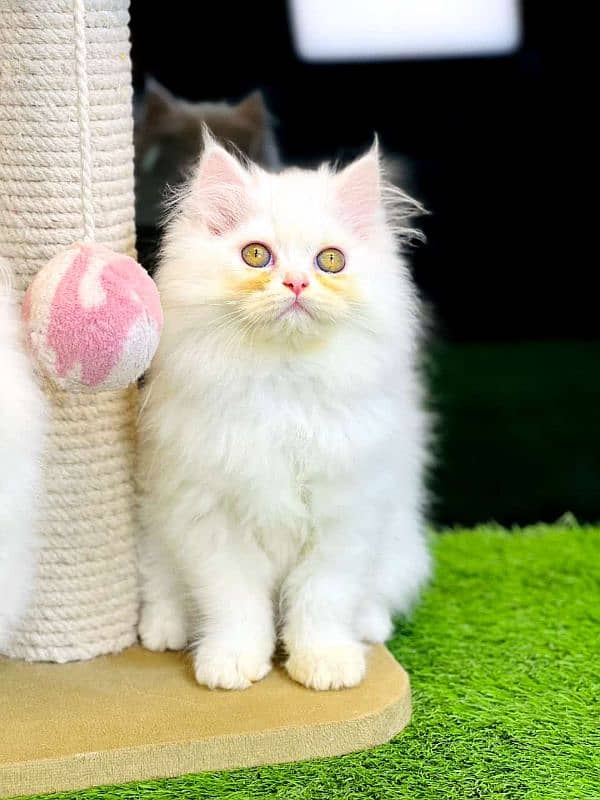 persian cats and kittens for sale wtsapp (0307/710/92/69) 4