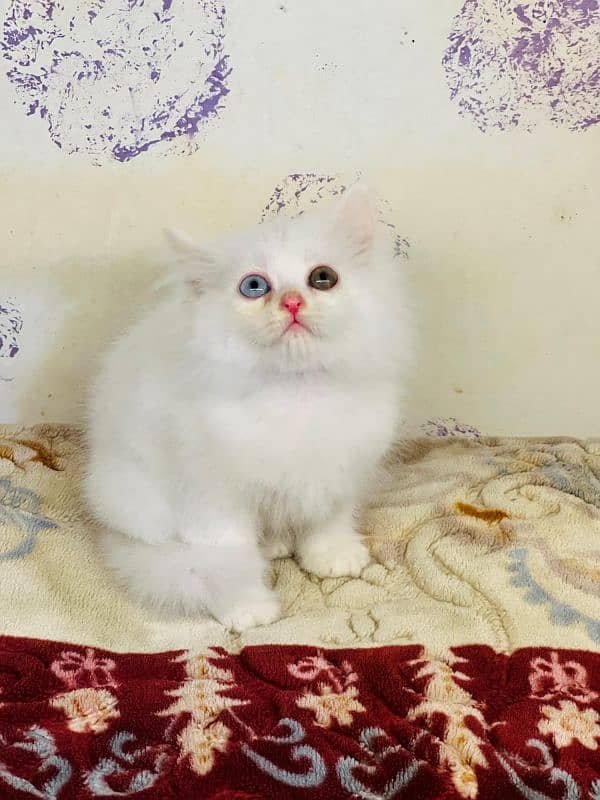 persian cats and kittens for sale wtsapp (0307/710/92/69) 9