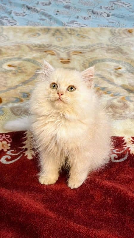 persian cats and kittens for sale wtsapp (0307/710/92/69) 11