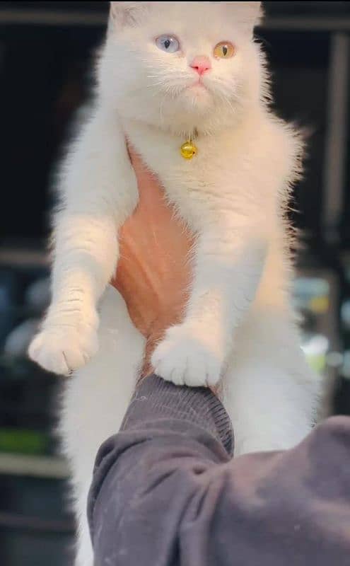 persian cats and kittens for sale wtsapp (0307/710/92/69) 12