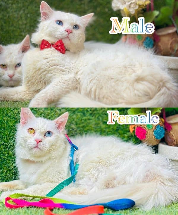 persian cats and kittens for sale wtsapp (0307/710/92/69) 13