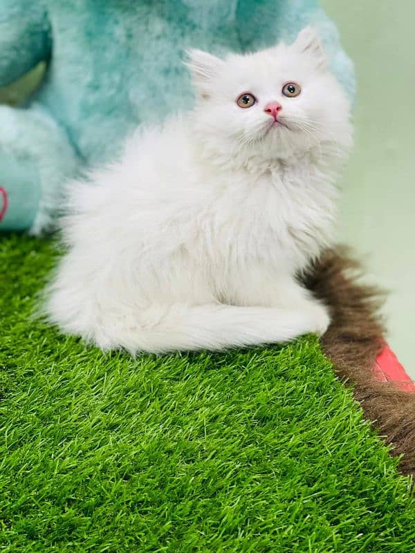 persian cats and kittens for sale wtsapp (0307/710/92/69) 18