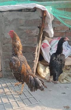 coco aseel pair (egg laying)