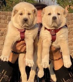 alabai security dog 2 month pair for sale heavy bone