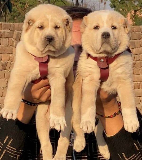 alabai security dog 2 month pair for sale heavy bone 0