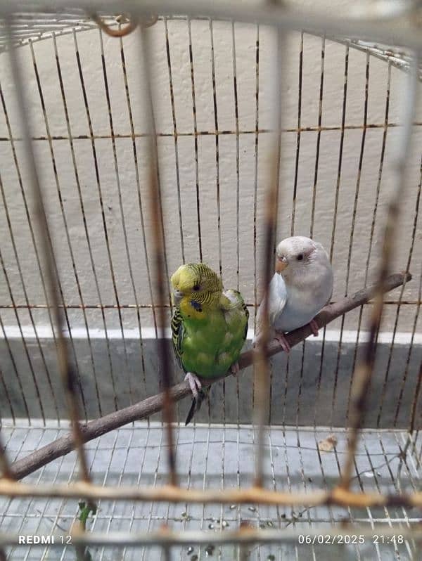 budgies, Australia parrots, 0