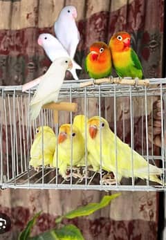 love birds /Albino, creamino, dacinno, fisher