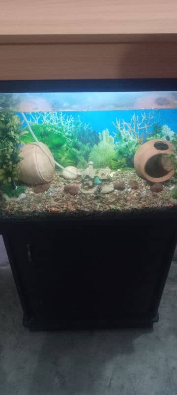 aquarium & fishes 2