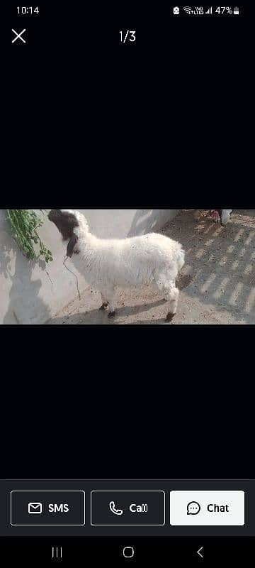 sheep dumba for sale 0