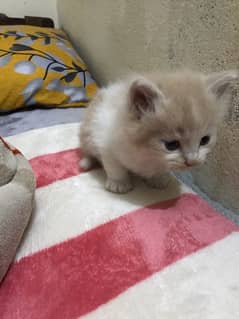 russsian cat kitten  23 Days old