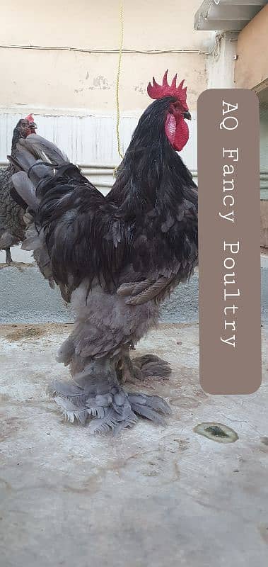 fancy hen chicks- blue buff- blue heavy cochin-splash-black 3