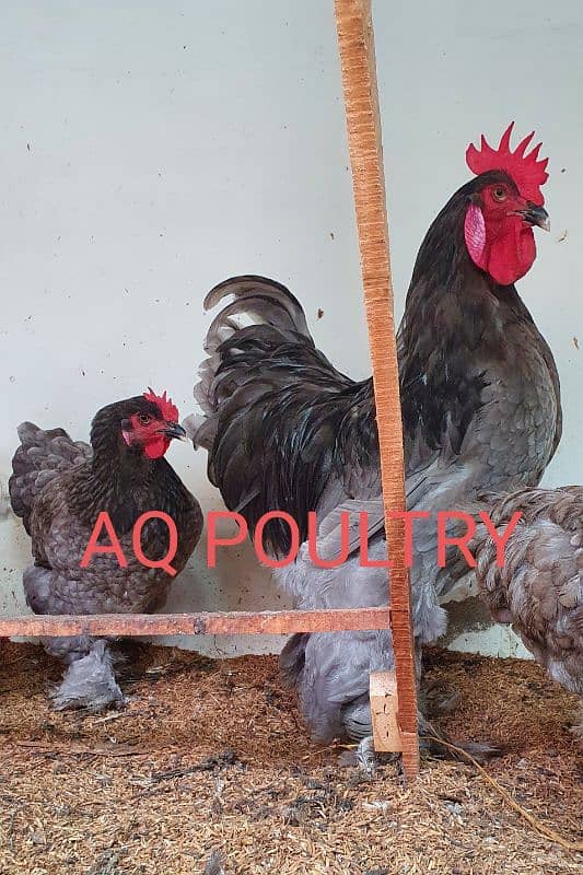 fancy hen chicks- blue buff- blue heavy cochin-splash-black 4