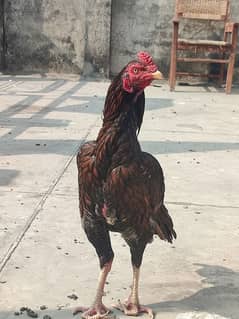 Aseel Young Patha Exchange possible Breeder Cock