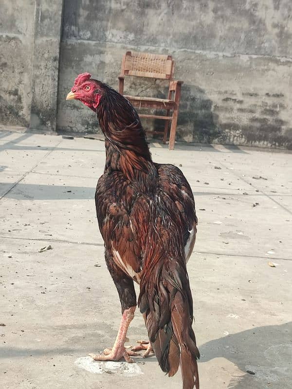 Aseel Young Patha Exchange possible Breeder Cock 1