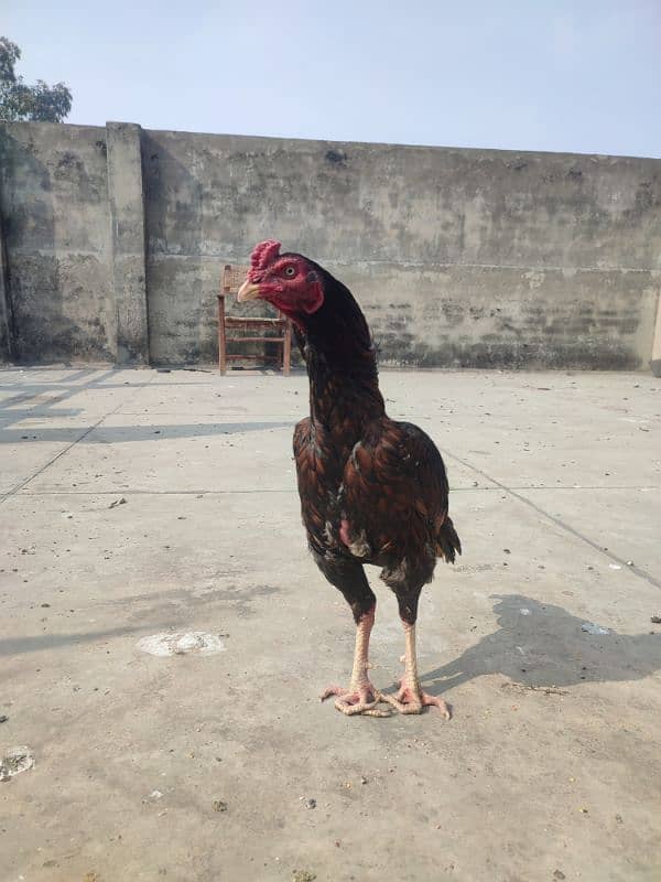 Aseel Young Patha Exchange possible Breeder Cock 2