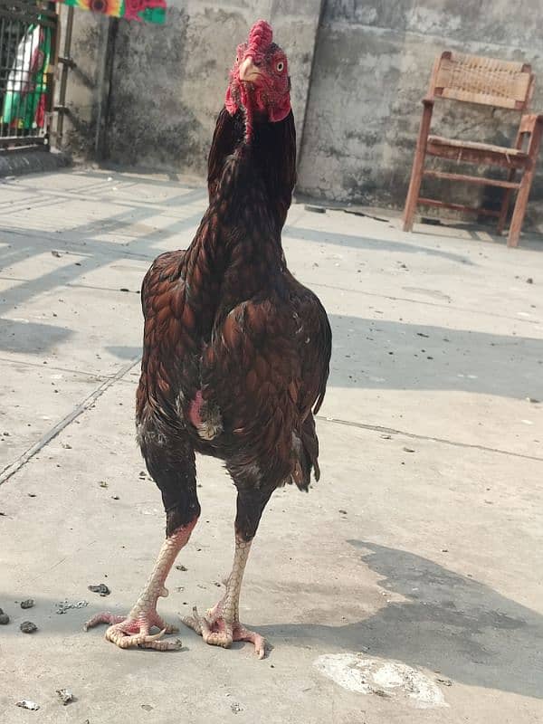 Aseel Young Patha Exchange possible Breeder Cock 4