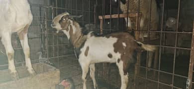 Tapra bakra