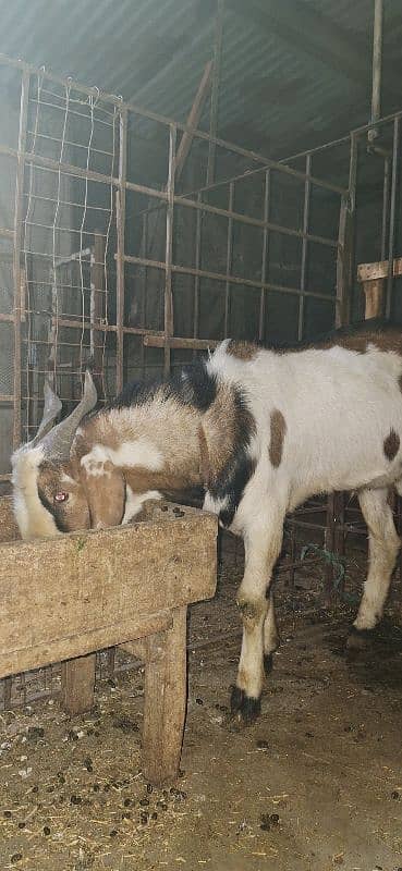 Tapra bakra 3