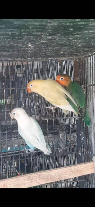 3 Breeder Pair 03322015527 1