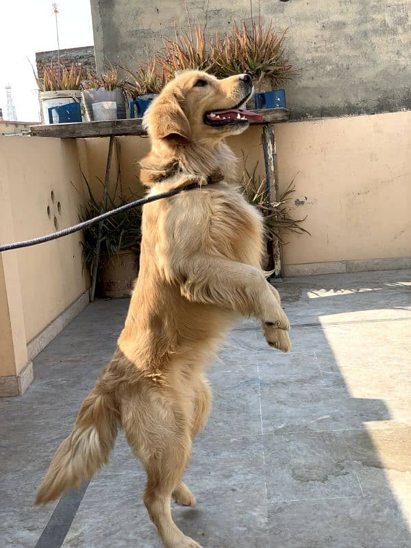 Extreme quality top quality golden retriever pedigree male 0