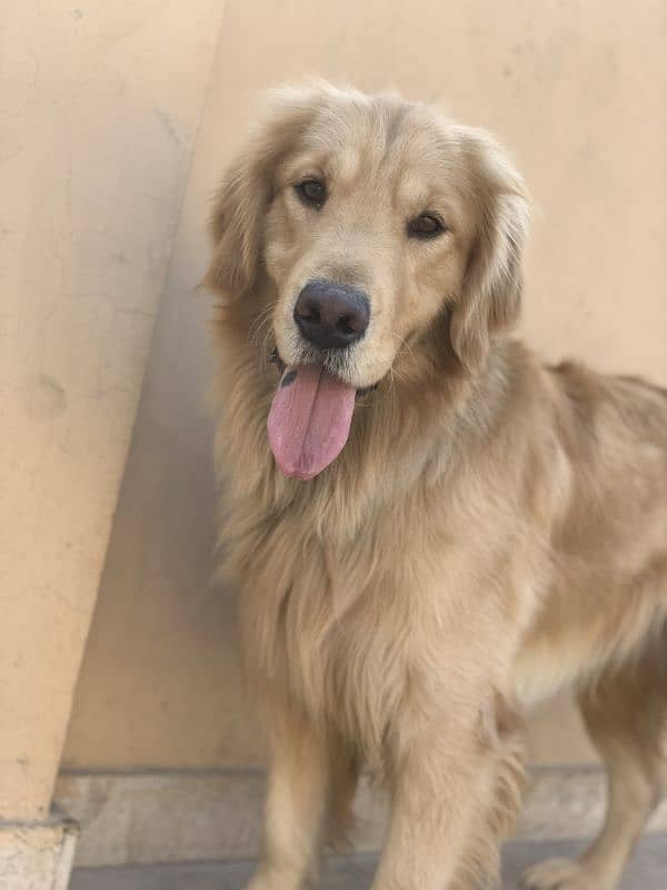 Extreme quality top quality golden retriever pedigree male 1