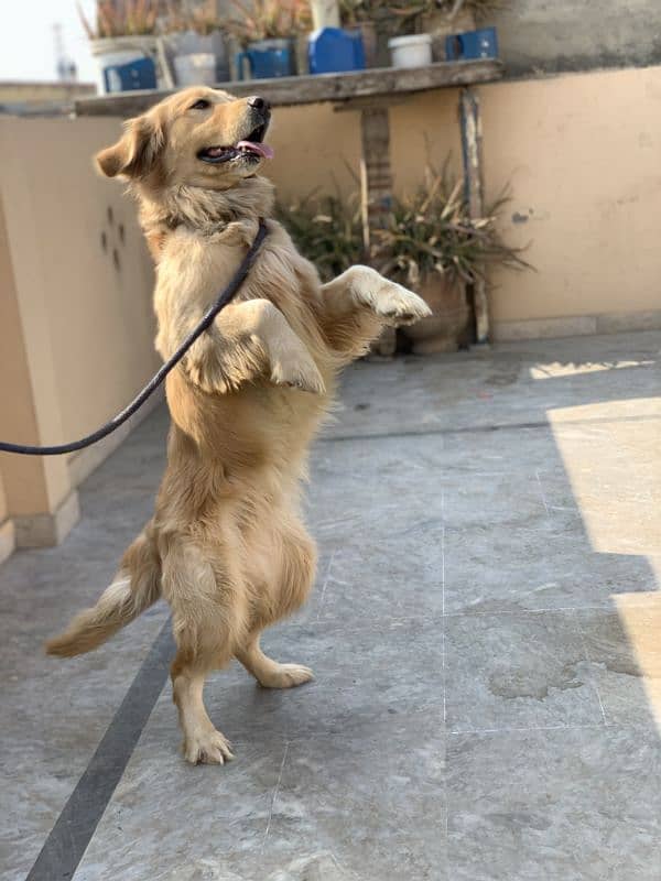 Extreme quality top quality golden retriever pedigree male 3