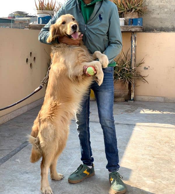 Extreme quality top quality golden retriever pedigree male 4