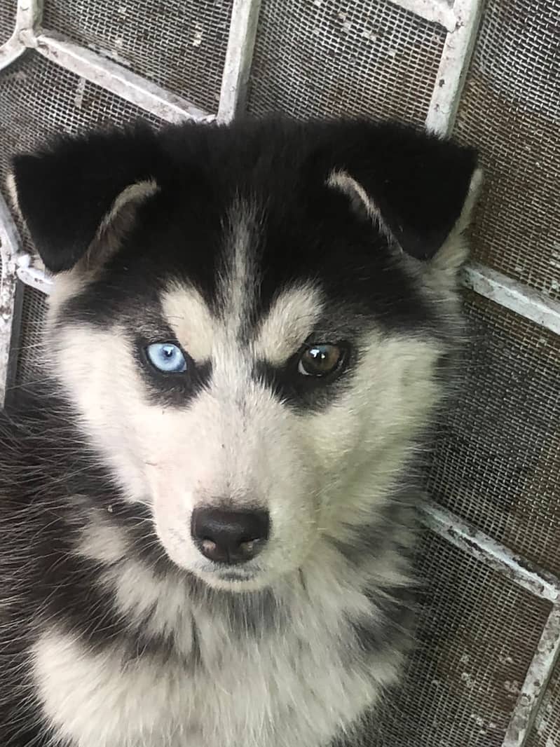 Siberian husky female puppies for sale 0