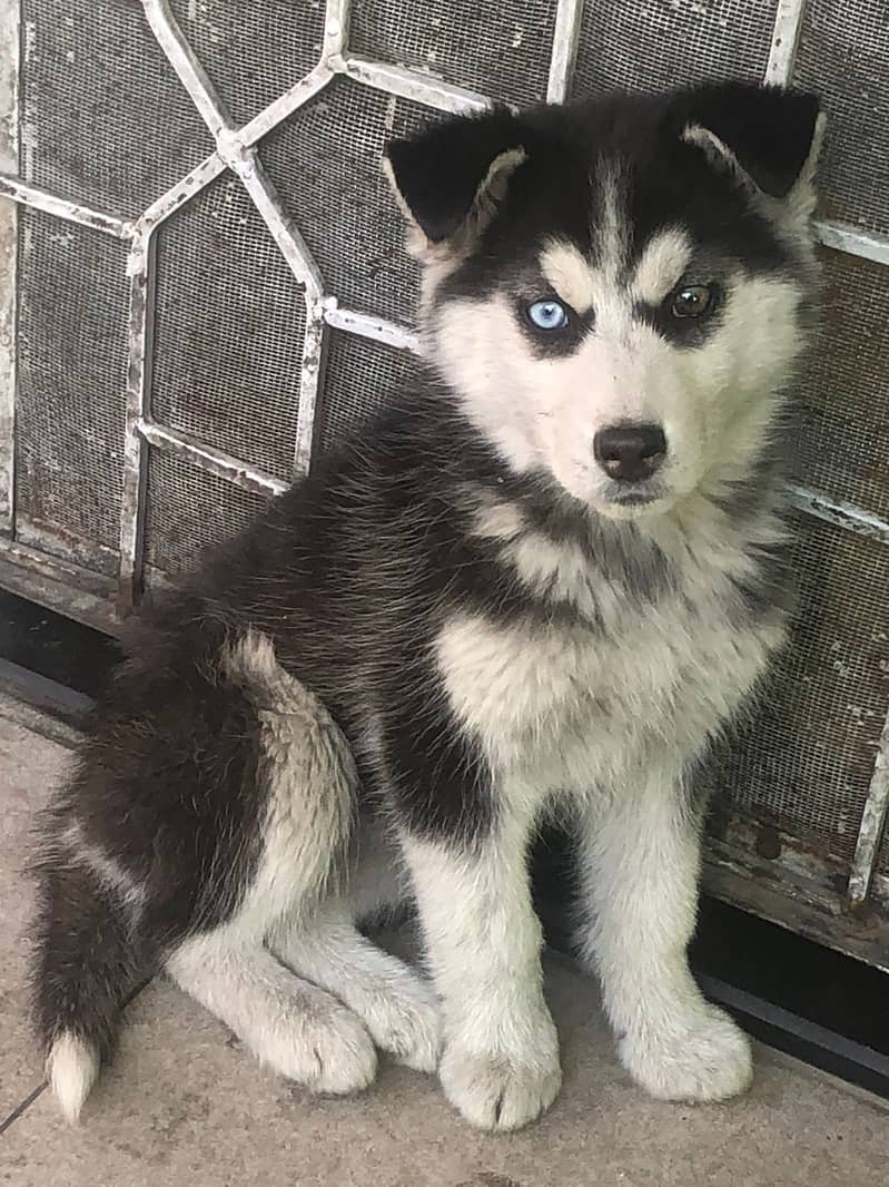 Siberian husky female puppies for sale 1