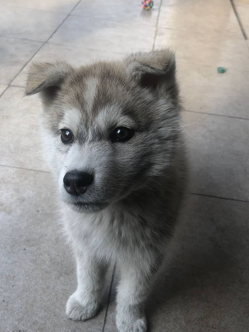 Siberian husky female puppies for sale 3