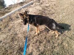 Female German Shepherd dog for sale