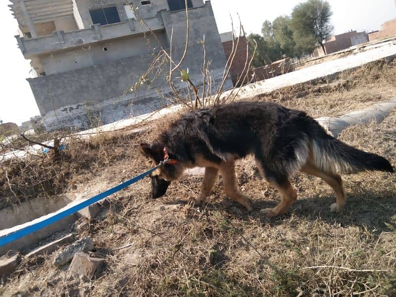 Female German Shepherd dog for sale 1