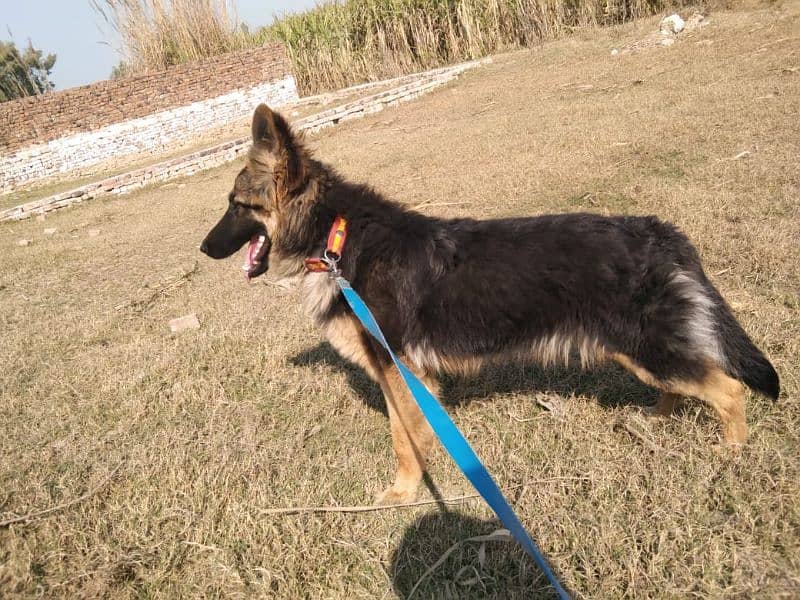 Female German Shepherd dog for sale 2