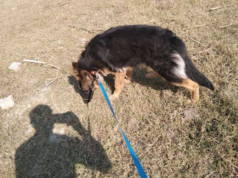 Female German Shepherd dog for sale 3