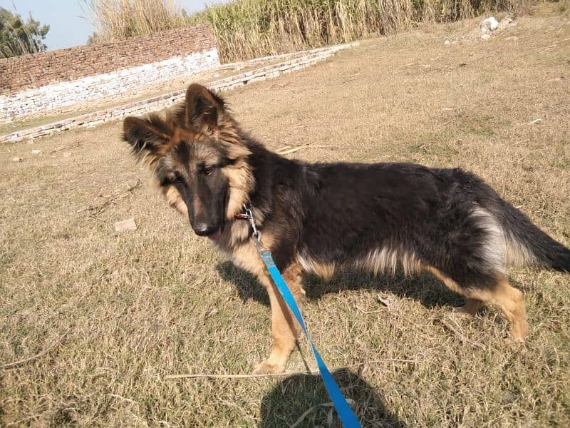 Female German Shepherd dog for sale 4