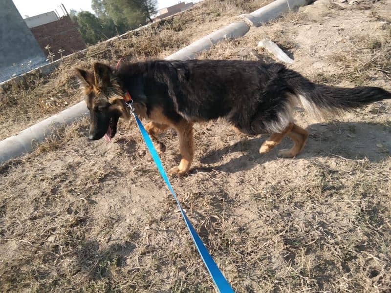 Female German Shepherd dog for sale 5