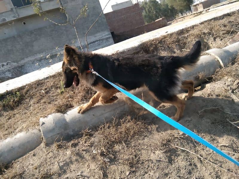 Female German Shepherd dog for sale 6