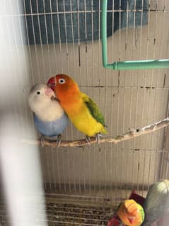 Beautiful Love Birds Pair with two chicks.