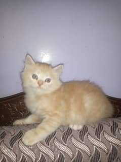 Persian 3 mnth old kittens male females wtsap# 03122721112