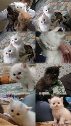 Extremely Beautiful Persian Kittens